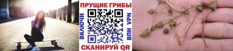 Псилоцибиновые грибы Psilocybine cubensis  Павловский Посад 